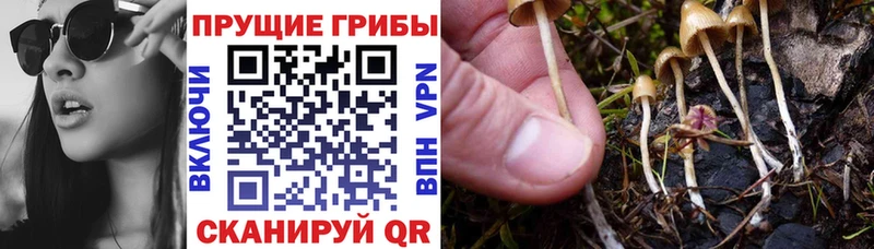 Галлюциногенные грибы мицелий  Купить где  Опочка 
